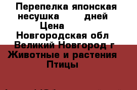 Перепелка японская несушка 50-70 дней › Цена ­ 150 - Новгородская обл., Великий Новгород г. Животные и растения » Птицы   